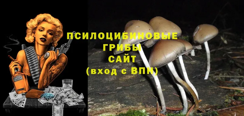 Галлюциногенные грибы Psilocybine cubensis  Октябрьский 